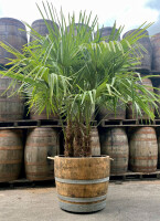 Große Palme im Weinfass niedriges Weinfass-ohne Zubehör
