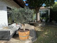 Großer Olivenbaum im GESCHLIFFENEN & GEÖLTEN Weinfass