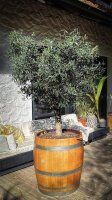 Großer Olivenbaum im GESCHLIFFENEN & GEÖLTEN Weinfass