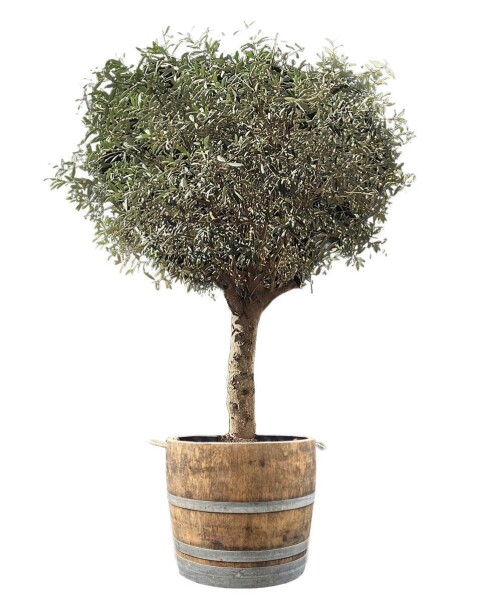 großer Olivenbaum im Weinfass: niedriges Weinfass,ohne Zubehör