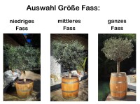 Großer Olivenbaum im Weinfass niedriges Weinfass-ohne Zubehör