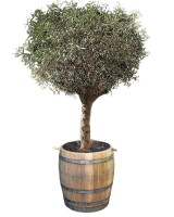 großer Olivenbaum im Weinfass: niedriges Weinfass,ohne Zubehör