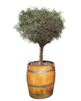 großer Olivenbaum im GESCHLIFFENEN & GEÖLTEN Weinfass: niedriges Weinfass,ohne Zubehör
