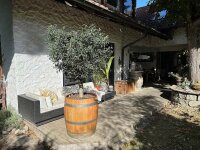 großer Olivenbaum im GESCHLIFFENEN & GEÖLTEN Weinfass: niedriges Weinfass,ohne Zubehör