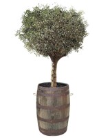 großer Olivenbaum im Whiskyfass: niedriges Whiskyfass,ohne Zubehör