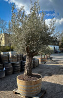 hundertjähriger Olivenbaum im großen Weinfass