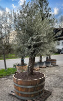Hundertjähriger Olivenbaum in einem großen Weinfass