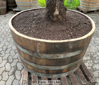 Hundertjähriger Olivenbaum in einem großen Weinfass