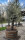 Hundertjähriger Olivenbaum im großen Weinfass mit 350 Liter