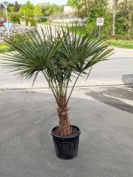 Palme Hanfpalme (Trachycarpus fortunei) 160-170cm