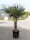 Palme Hanfpalme (Trachycarpus fortunei) 160-170cm