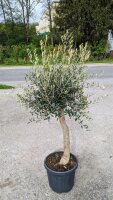 Olivenbaum (Olea europea) 160-170cm