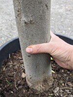Olivenbaum (Olea europea) 160-170cm