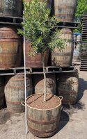 Kleiner Olivenbaum im Whiskyfass ohne Zubehör