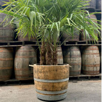 Extra HOHES Weinfass halbiert - Höhe 50-54 cm:  ohne Bohrung , natur, ohne Rollen, ohne Schlaufen