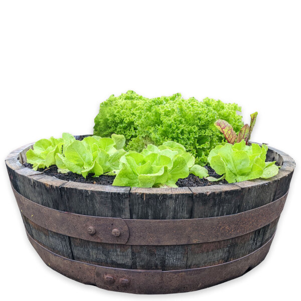 Whiskyfass Abschnitt als Vogeltränke / Pflanzschale: mit Ablaufbohrung,natur,ohne Rollen,ohne Schlaufen