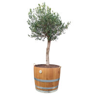 Extra HOHES Weinfass GESCHLIFFEN halbiert - Höhe...