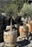 XXL Pflanzfass für Olivenbaum, Palmen (Weinfass / Whiskyfass) - OHNE PFLANZE