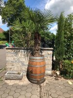 XXL Pflanzfass für Olivenbaum, Palmen 140 Liter_Whiskyfass_natur