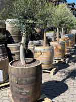 XXL Pflanzfass für Olivenbaum, Palmen 140 Liter_Whiskyfass_natur