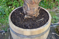 Kräuterbeet, Hochbeet aus einem echten Weinfass - Holz Eiche natur,ohne Rollen,190 Liter,mit Bohrungen