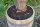 Kräuterbeet, Hochbeet aus einem echten Weinfass - Holz Eiche natur,ohne Rollen,190 Liter,ohne Bohrungen