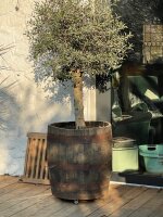 Großer Olivenbaum im Whiskyfass