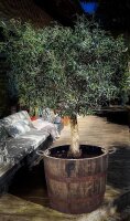 Großer Olivenbaum im Whiskyfass