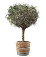 großer Olivenbaum im Weinfass