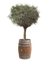 Großer Olivenbaum im Weinfass